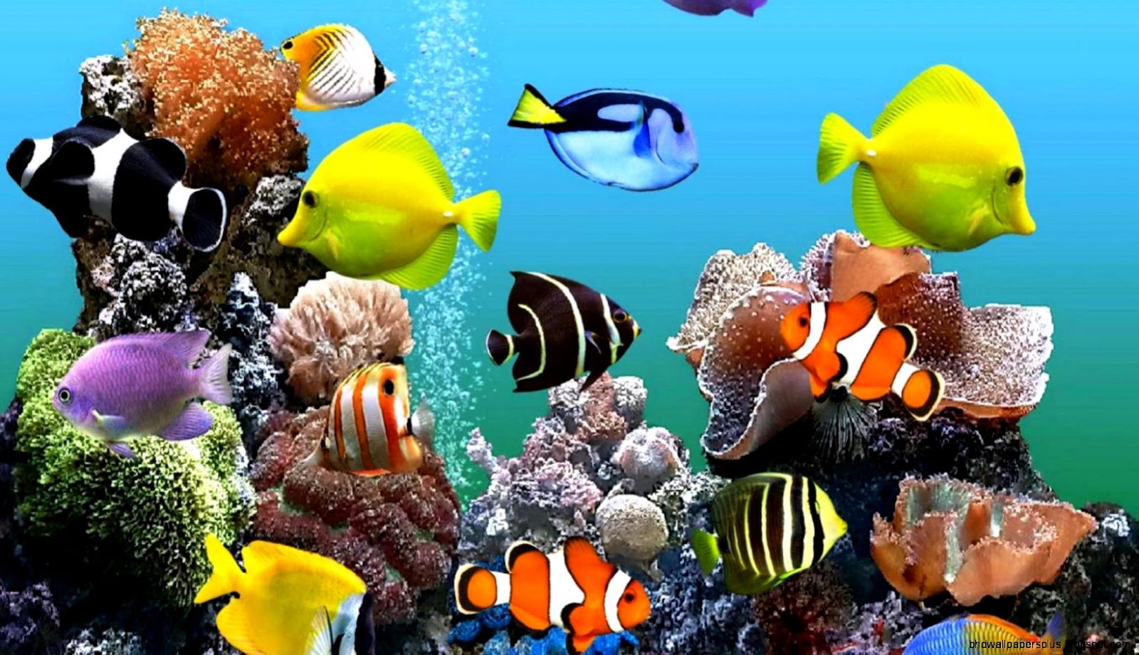 tumblr aquarium wallpaper hd tumblr aquarium wallpaper hd