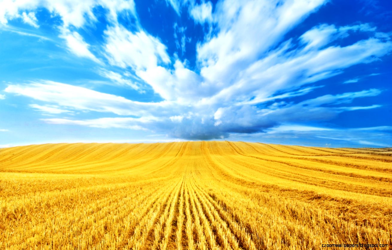 golden harvest blue clouds fields gold wheat free839685 The golden harvest blue clouds fields gold wheat free839685 The