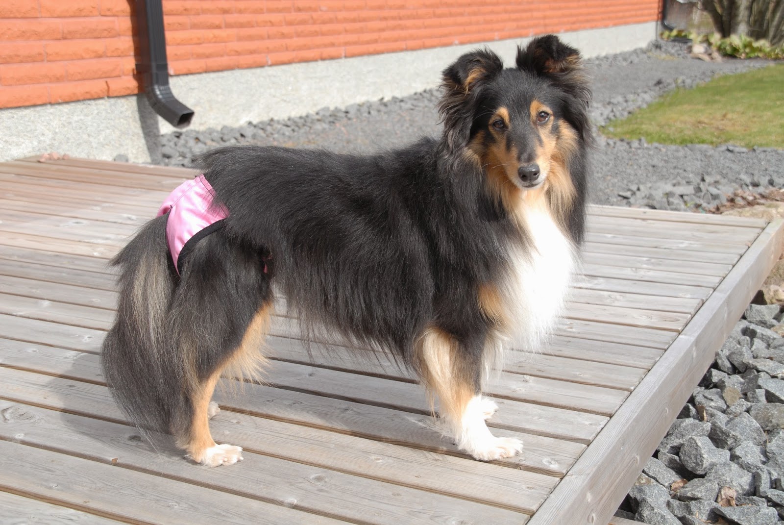 Team Hurrila Leading A Dog S Life Toukokuuta 2015