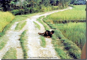 Tran Van Duc the survivor of the My Lai massacre lies injured Tran Van Duc survivor  My Lai massacre injured