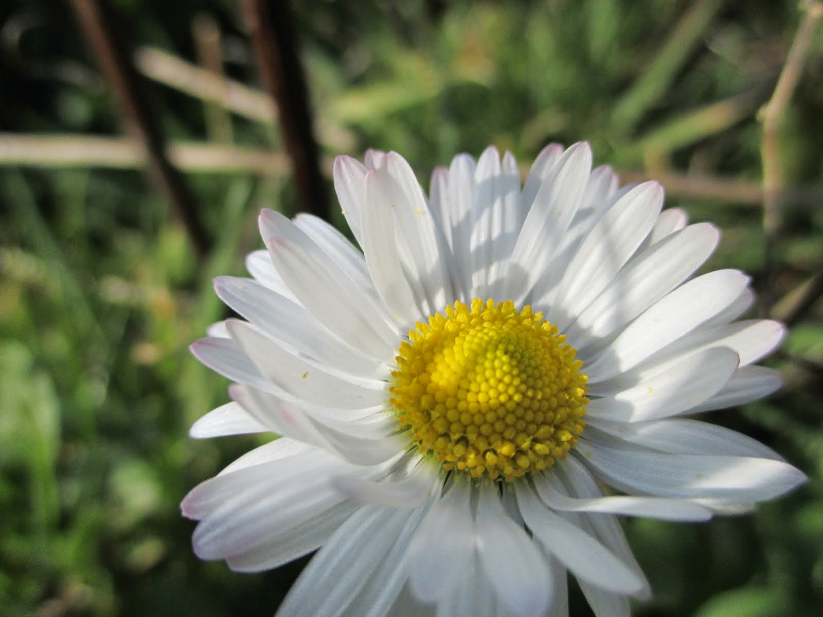 Bellis perenis