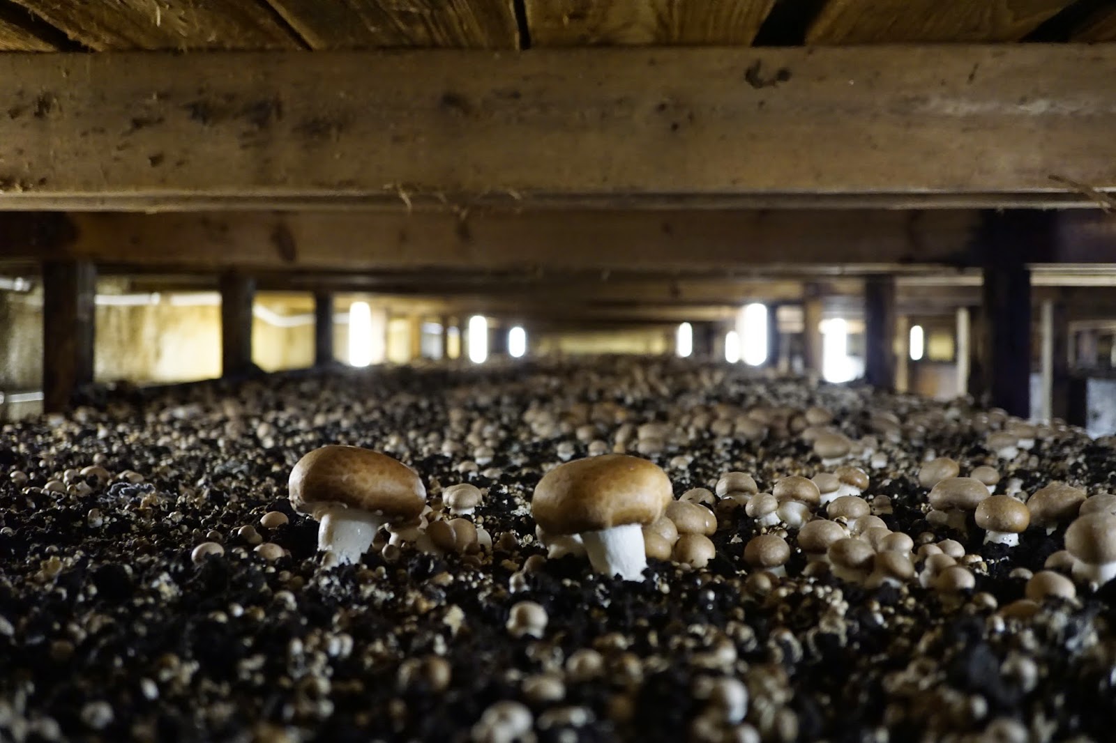 fungus hunting Predeparture trip to Square, Pennsylvania