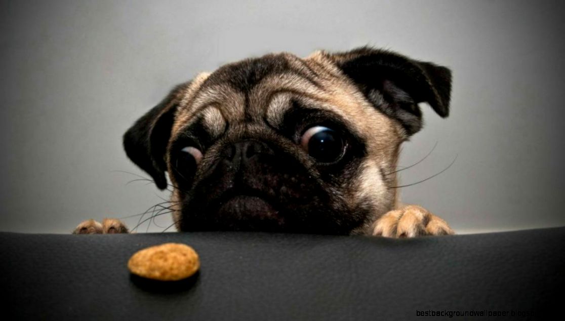 funny dog face 1   Los Pollos funny dog face 1   Los Pollos