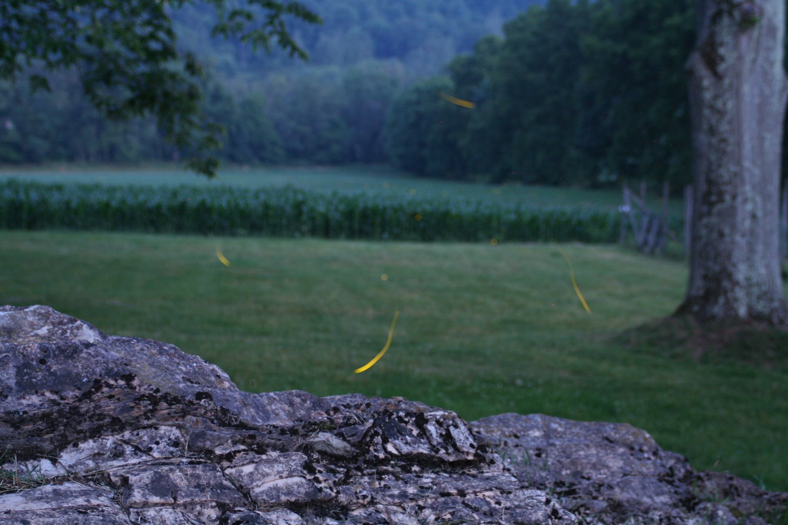 Nature Hermit Fireflies