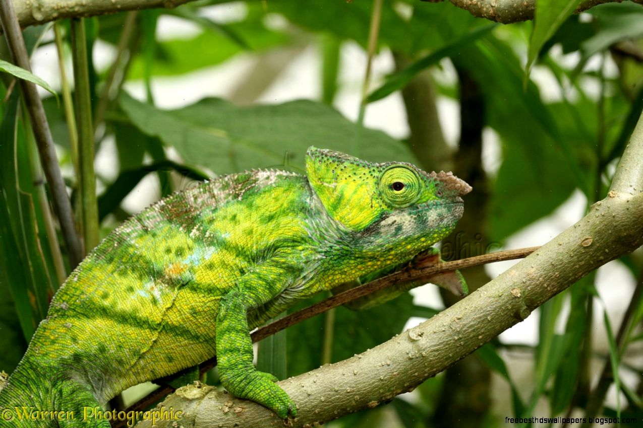 Madagascar Chameleon Species Madagascar Chameleon Species