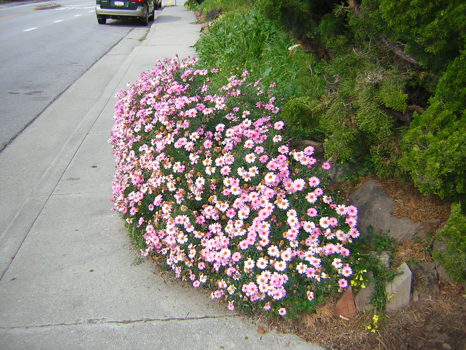*Terra Garden* Flowers on the sidewalk