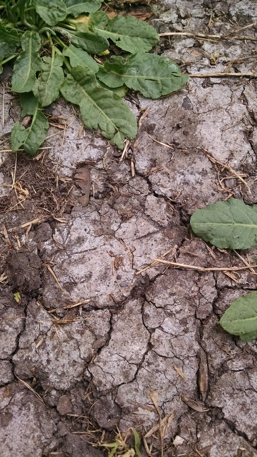 Soil & State Salting the Earth