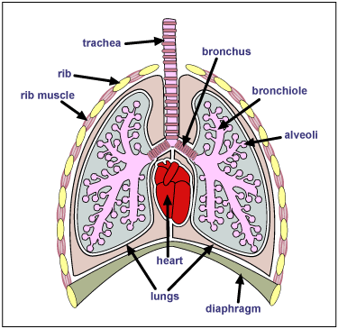 Respiration Diagram