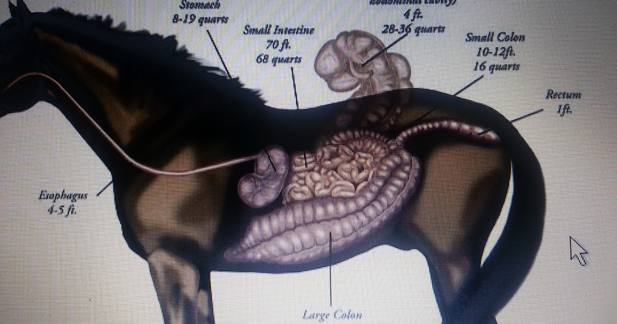 Equine Nutrition The Equine Digestive Tract Anatomy and Physiology