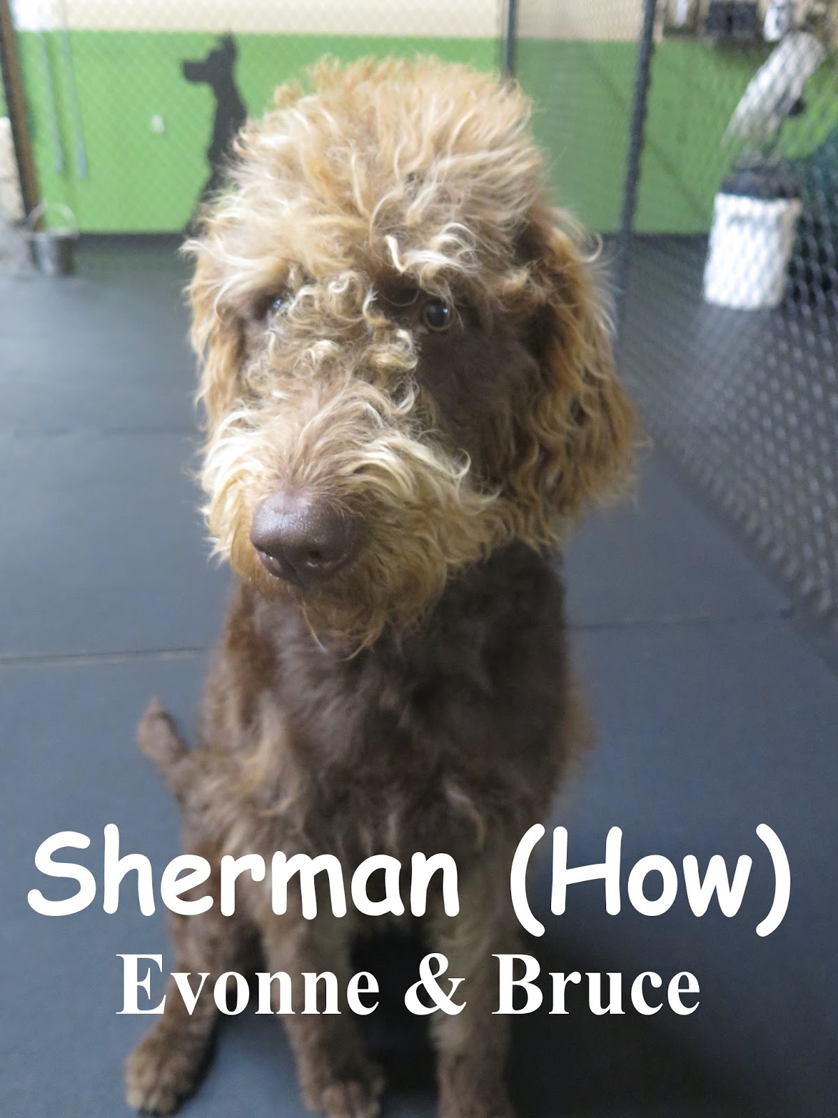 Fort Fido Dog Daycare & Boarding News Blog Lucy & Sherman