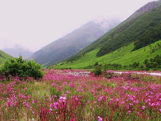 وادي الزهور في جبال الهيمالايا بالهند Valley+of+Flowers+India