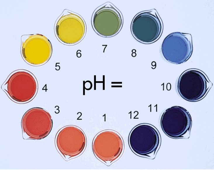 Basically Awesome Chemistry Blueberry Juice A pH Indicator