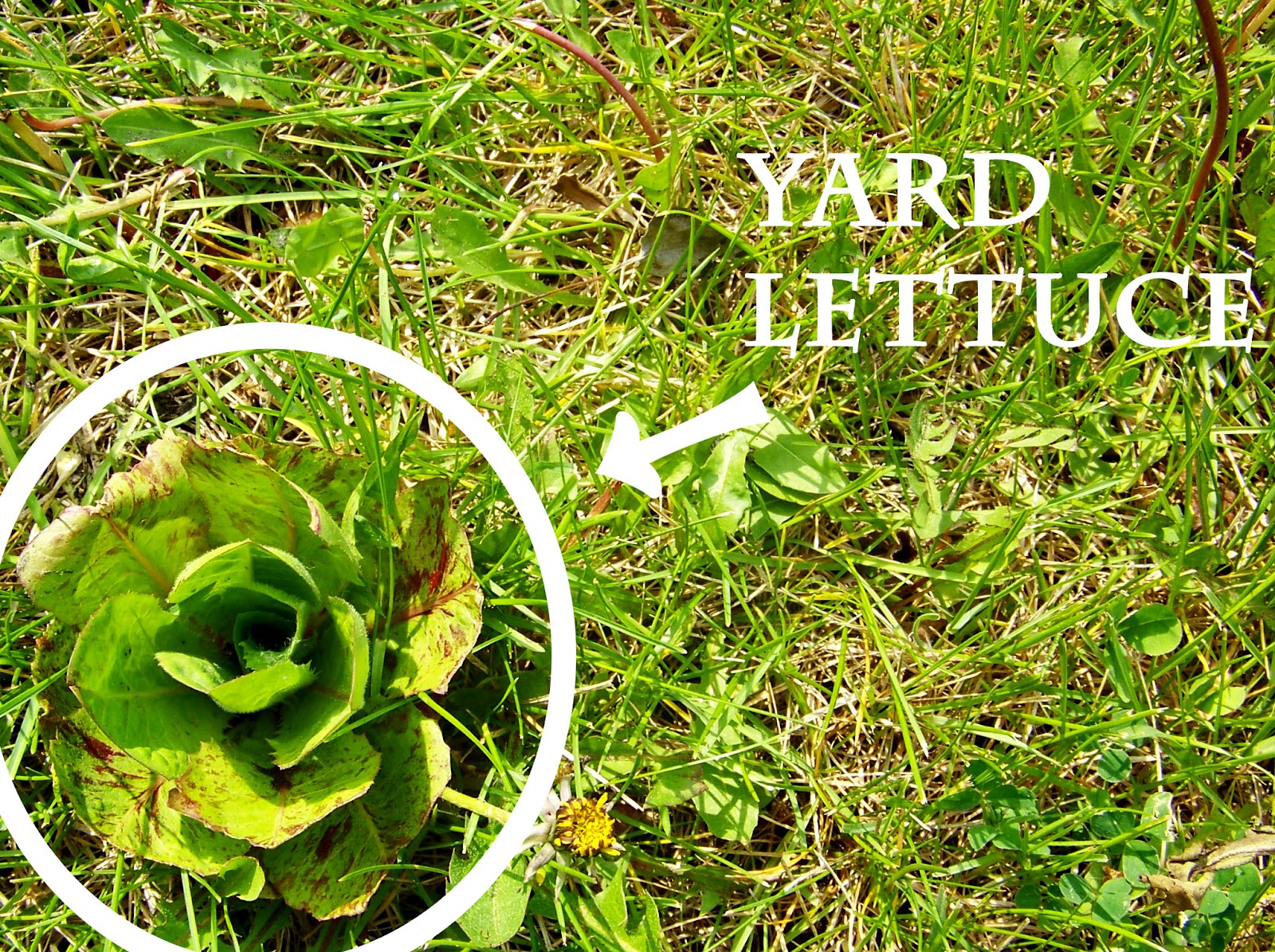 Calling All Odd Ducks: Topic of the Day: Yard Lettuce