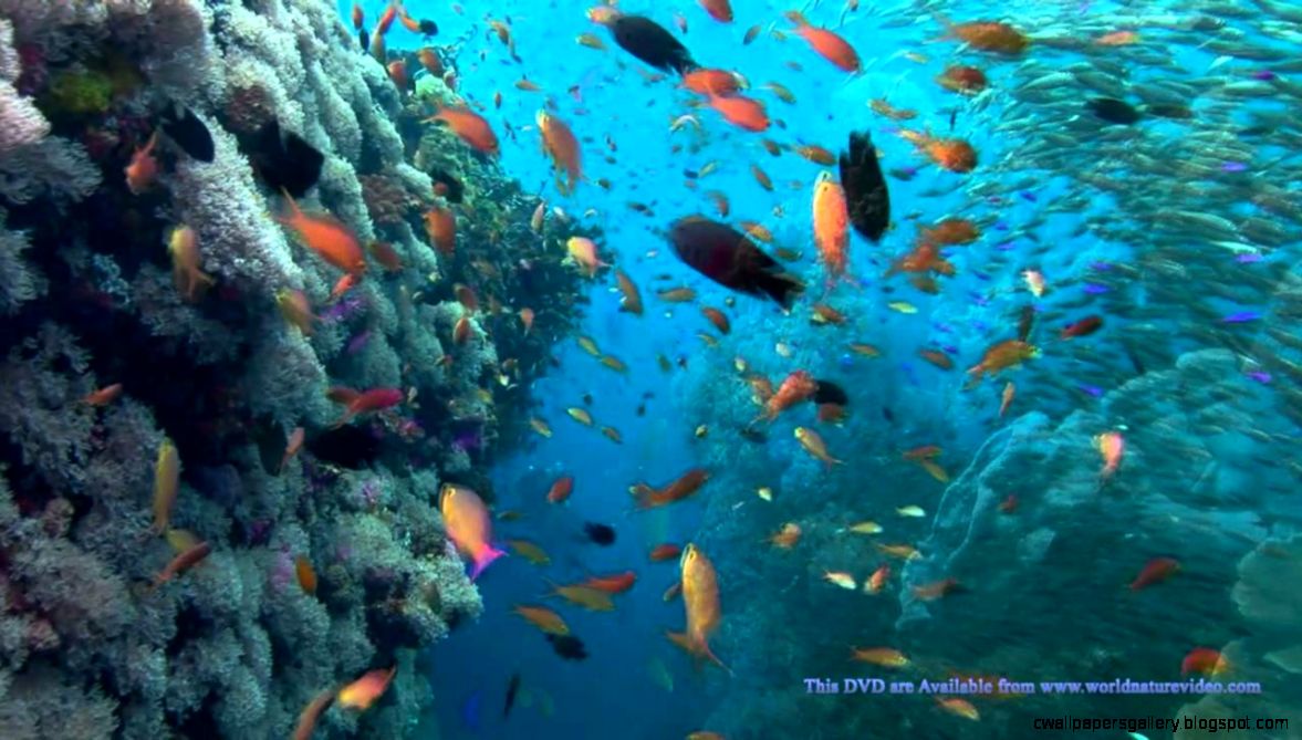OCEAN DREAMING DVD Relaxing Nature Scenes Of The Underwater OCEAN DREAMING DVD Relaxing Nature Scenes Of The Underwater