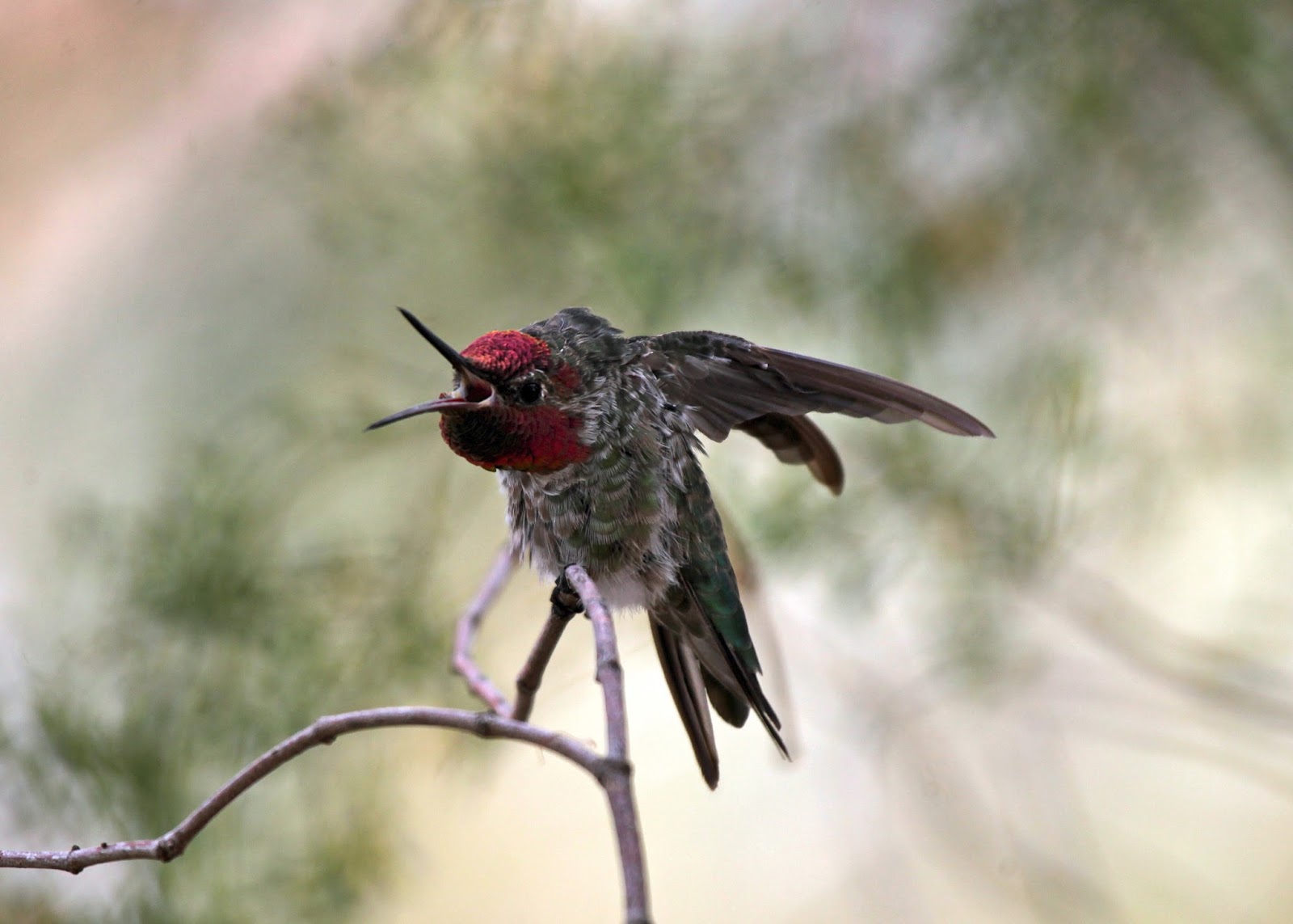 The Azure Gate Hummingbirds of Southern Arizona Anna's Hummingbird