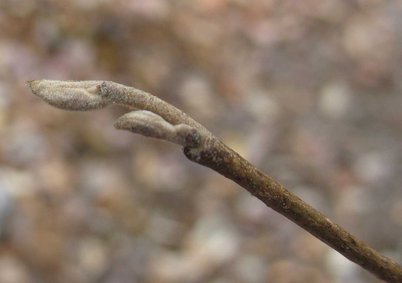 Using Georgia Native Plants February 2016