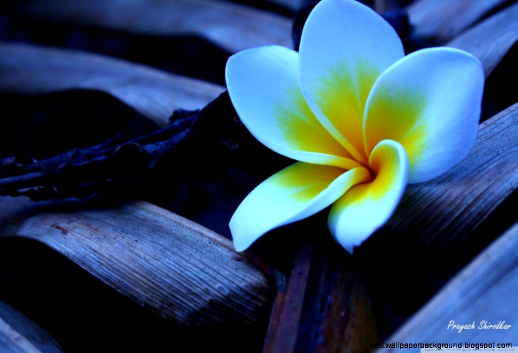 Frangipani in the morning 1 HD desktop wallpaper Widescreen Frangipani in the morning 1 HD desktop wallpaper Widescreen
