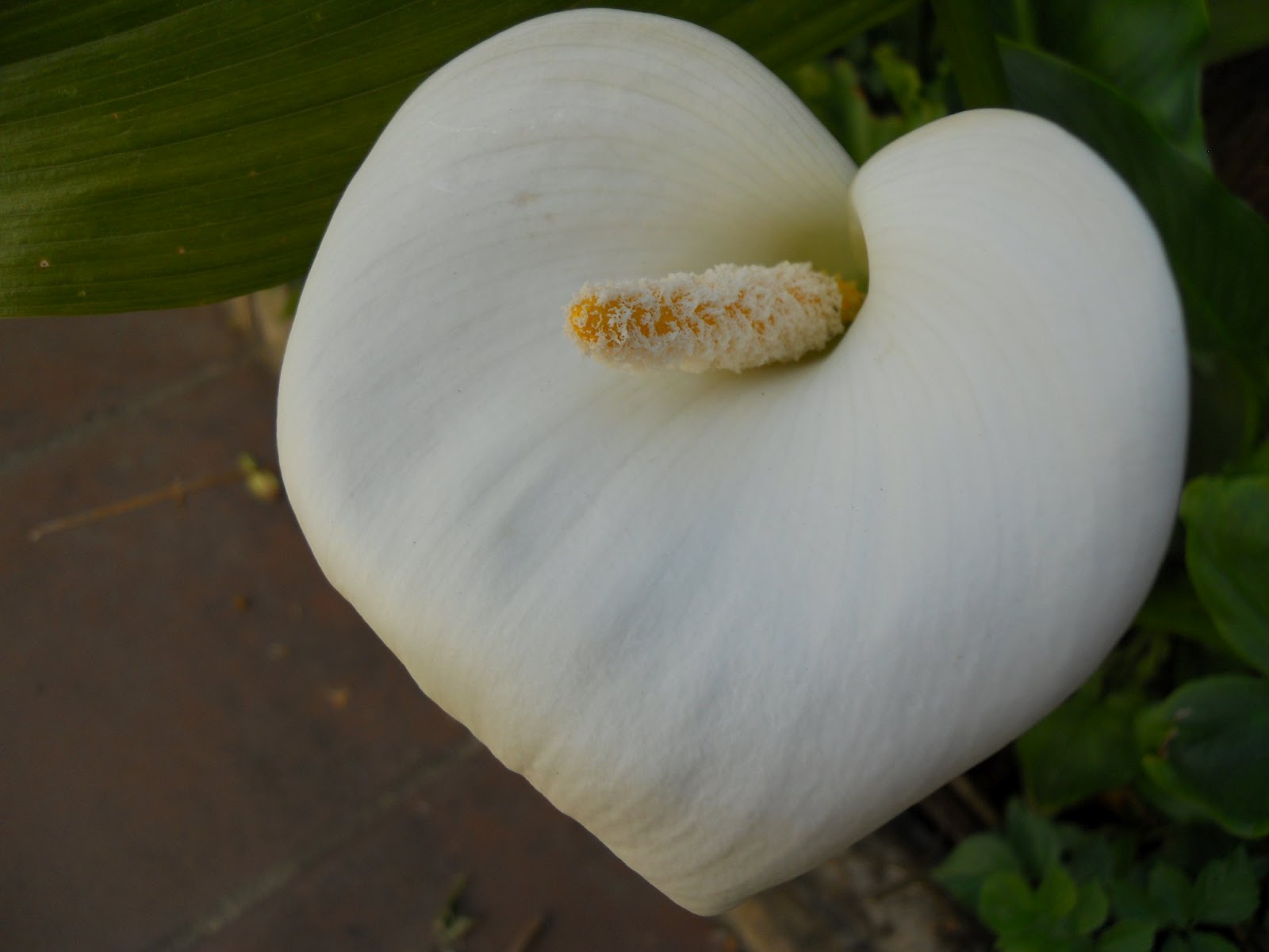 MIL FLORES DE COLORES: LIRIO CALA