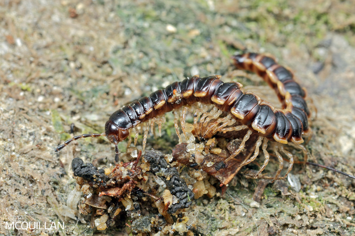 centipede and millipede pictures centipede and millipede pictures