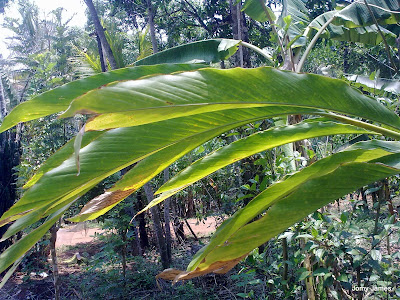 Cardamom Plants