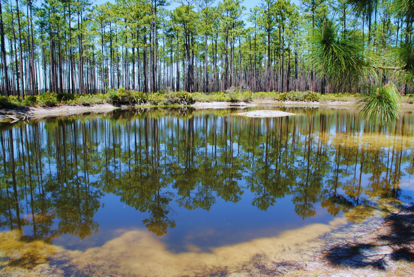 Life According To Jan And Jer A Walk Through The Swamp