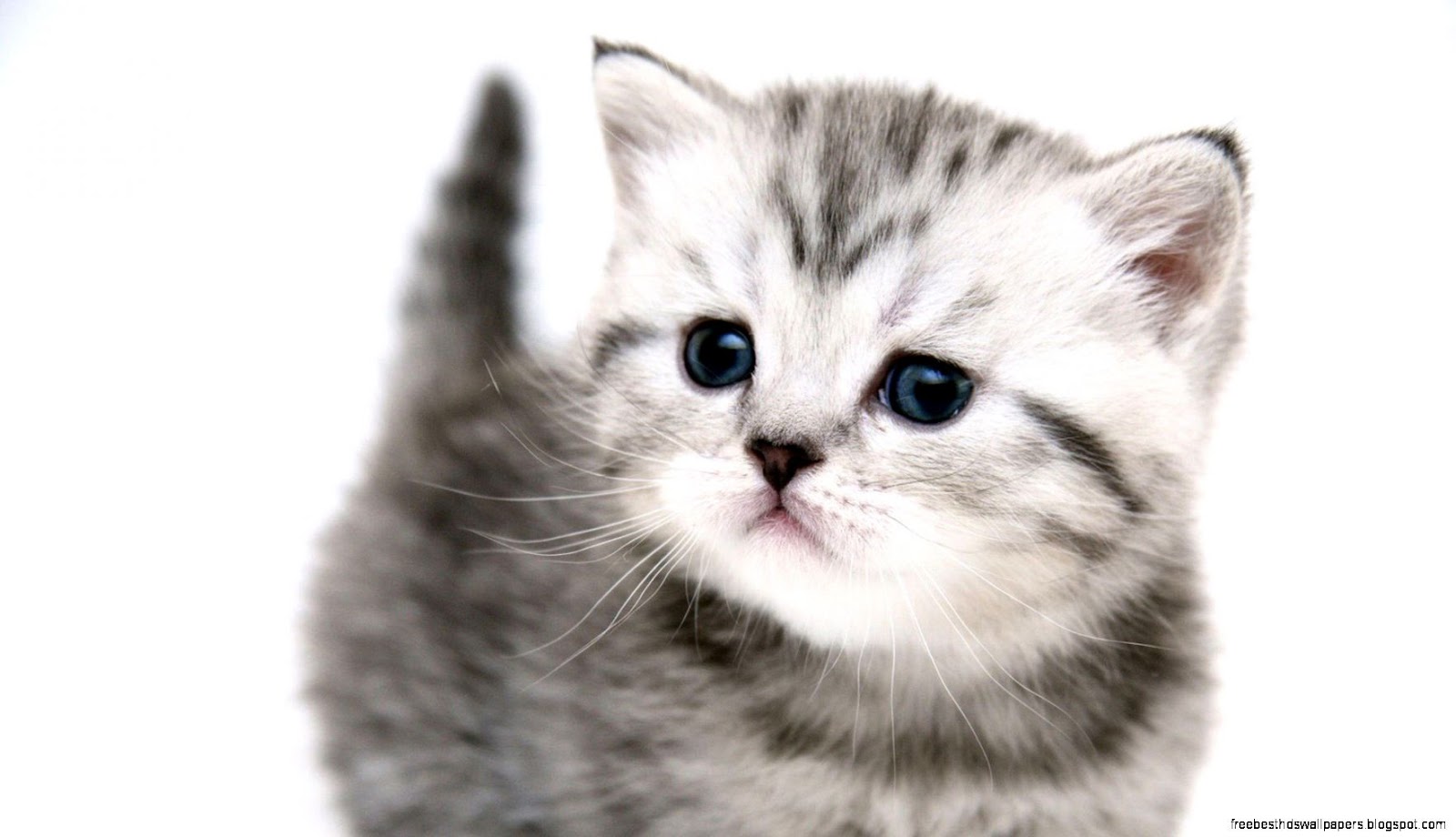 Cat Face Cute Kitten Cat Face Cute Kitten