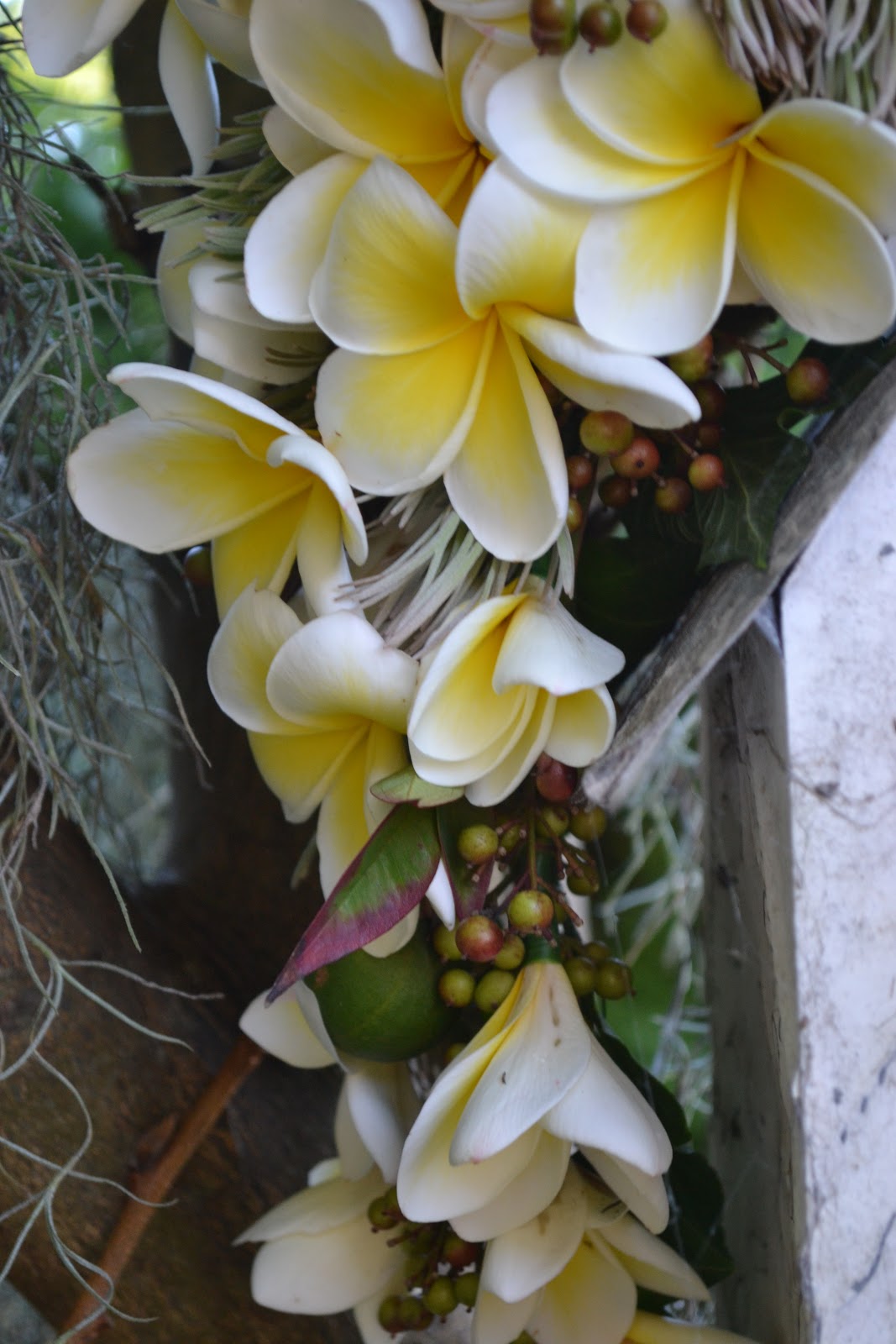 French Blue and Peachy Pink THURSDAY FLOWERS...... Pretty Frangipani