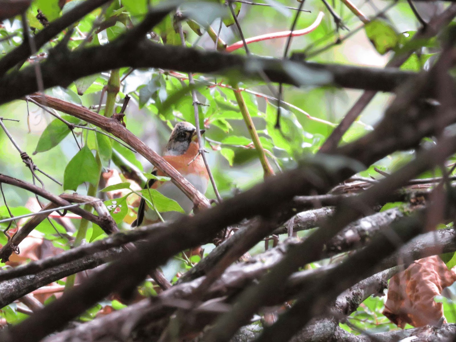 都内で野鳥撮影