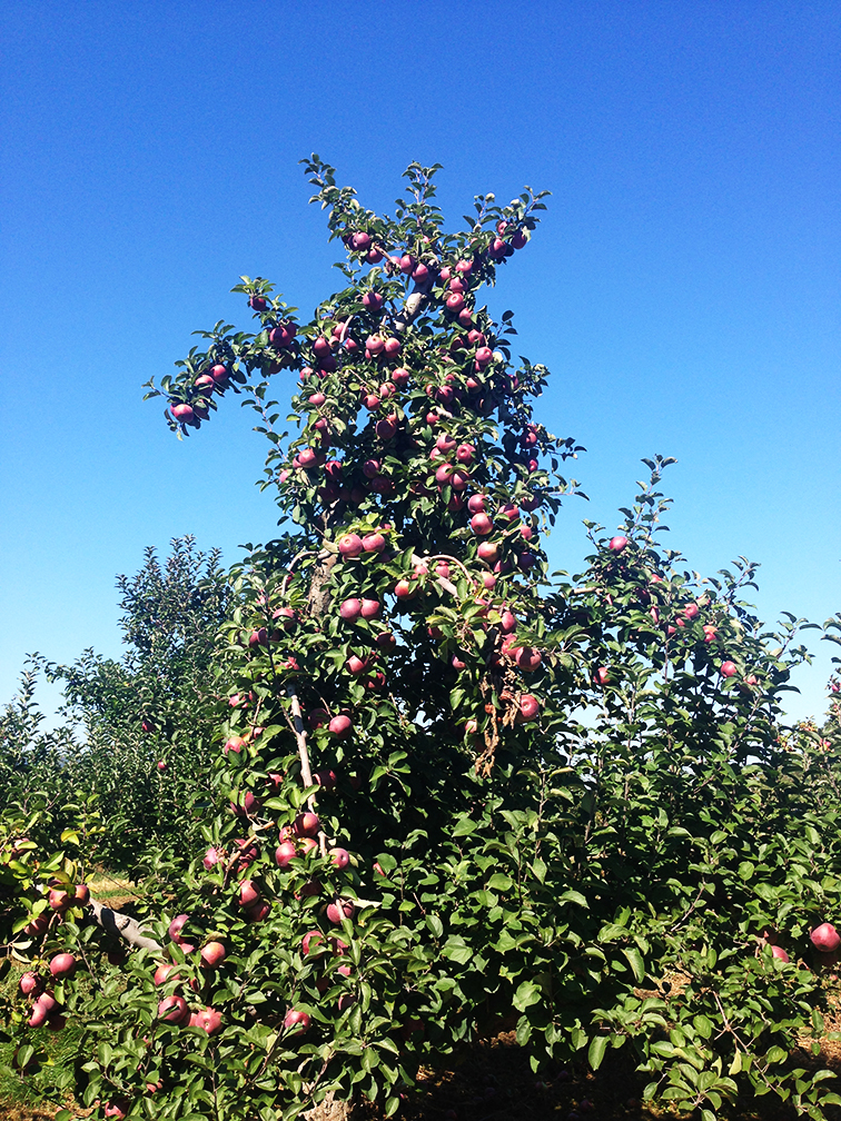 Bountiful apple tree full of macoun apples, Dressel Farms orchard, New Paltz Bountiful apple tree full of macoun apples, Dressel Farms orchard, New Paltz