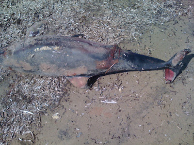 Η ΡΥΠΑΝΣΗ ΣΥΝΕΧΙΖΕΙ ΝΑ ΣΚΟΤΩΝΕΙ ΤΑ ΖΩΝΟΔΕΛΦΙΝΑ ?