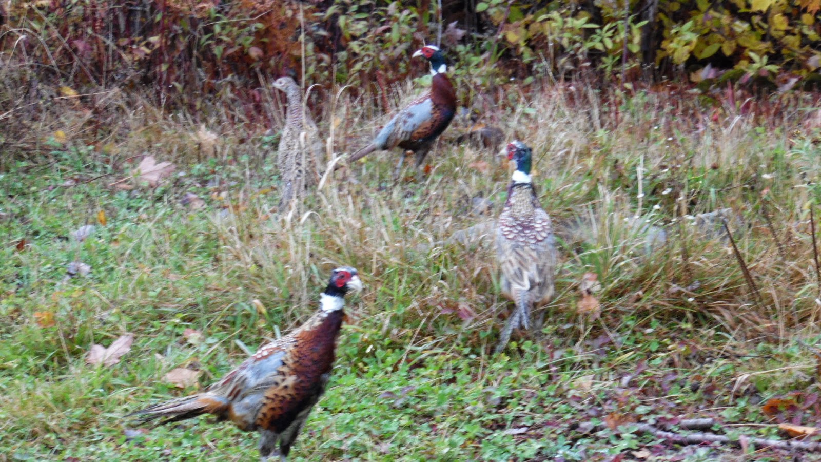 Moose Mountain Guide Service Fall Pheasants in the County