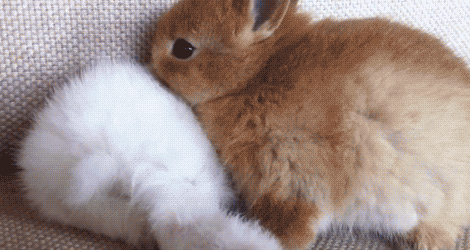 003-funny-animal-gifs-bunny-nothing-to-see-here.gif