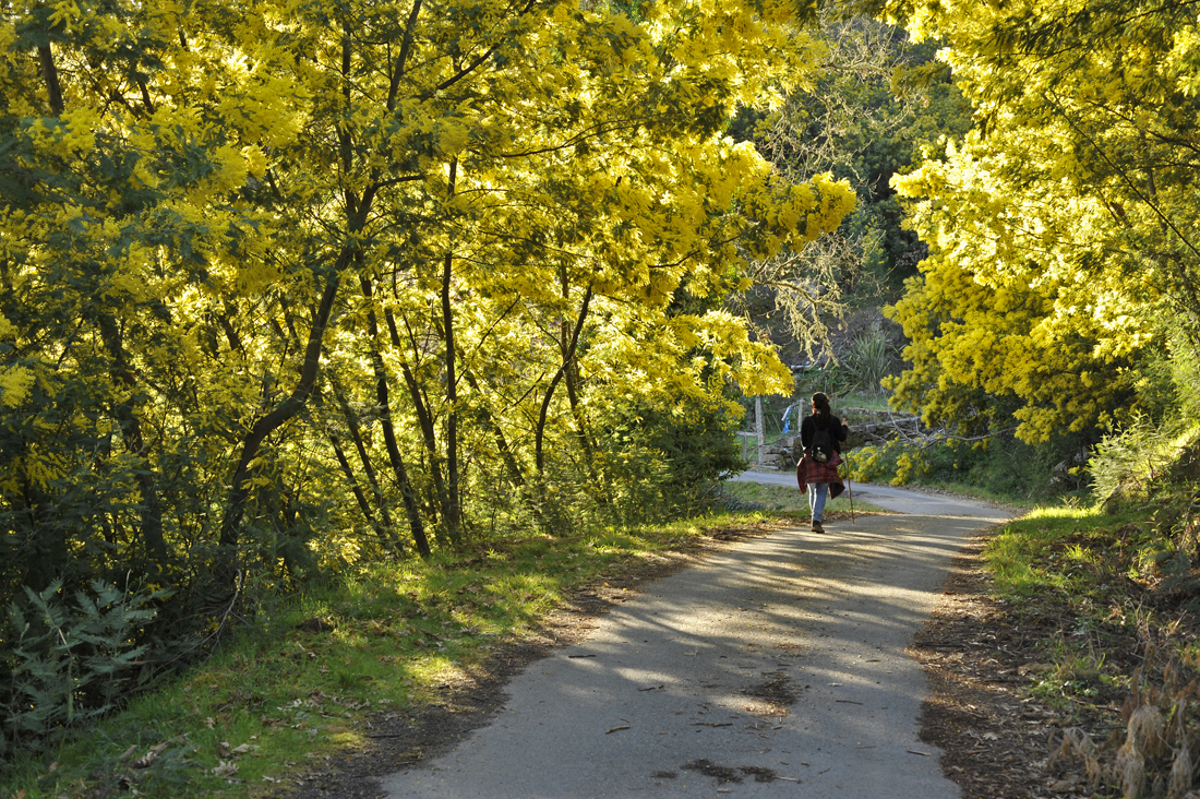 Planta Paseo entre las acacias.
