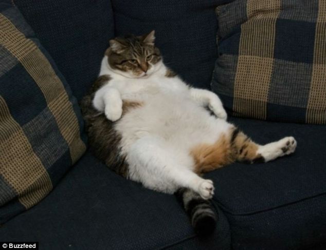 The Animal Zone Exercise Fat Chance Larger Than Life Animals