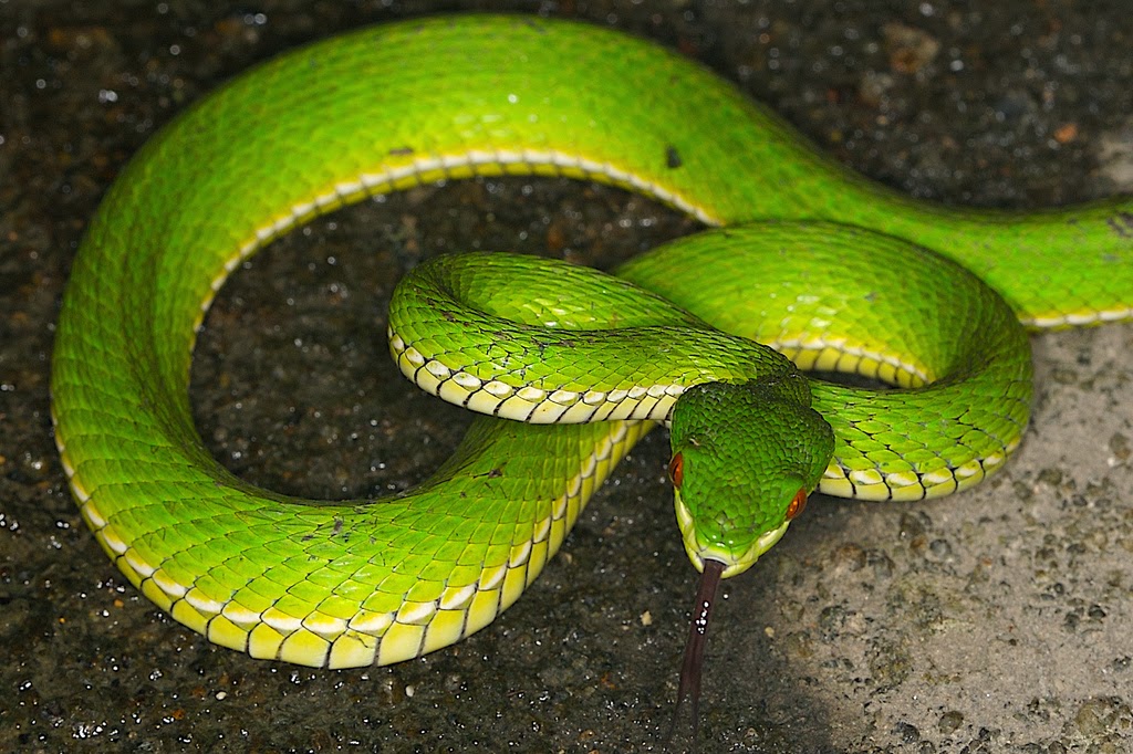 November 2013 Reptiles World