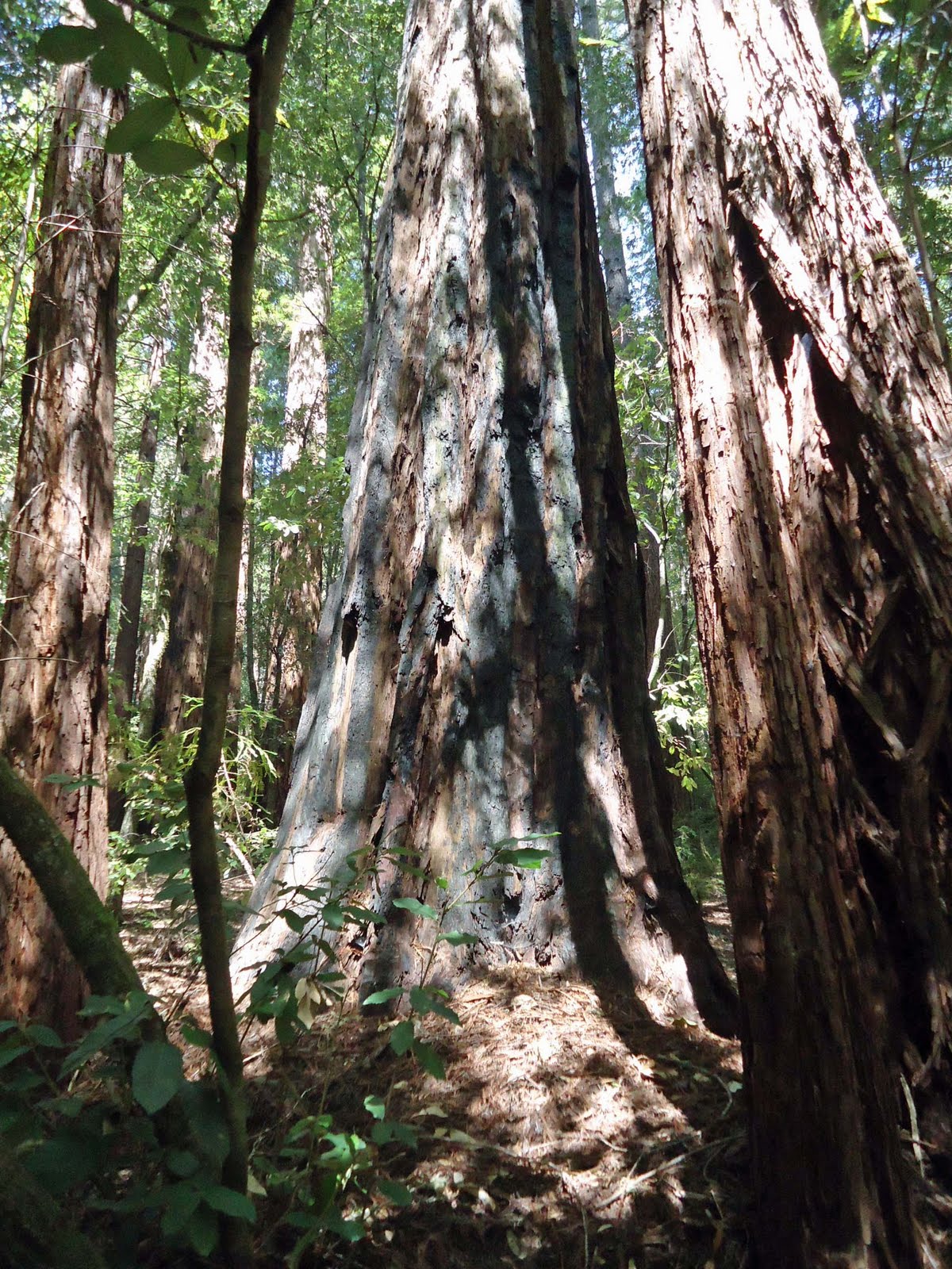 life in Canada giant redwoods