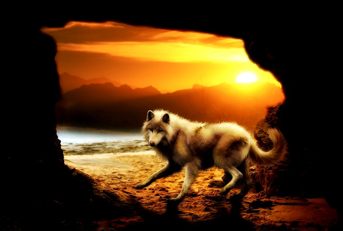 Other Sunrise Wolf Beach Sun Animal Photo Gallery for HD 169 Other Sunrise Wolf Beach Sun Animal Photo Gallery for HD 169