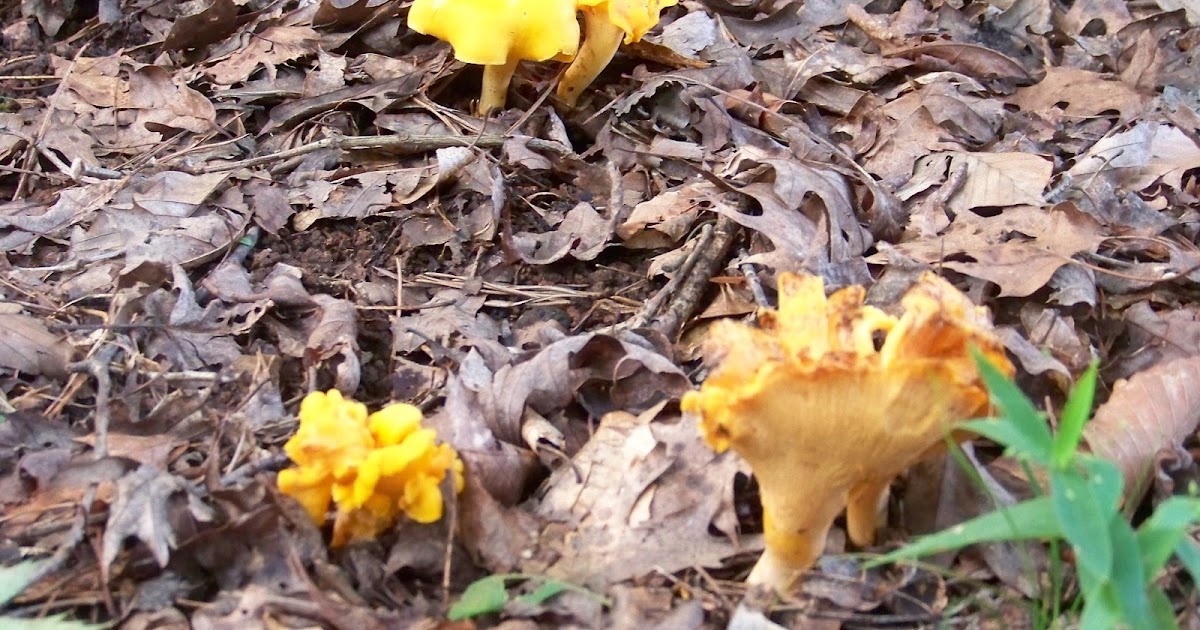 My Carolina Backyard Chanterelle