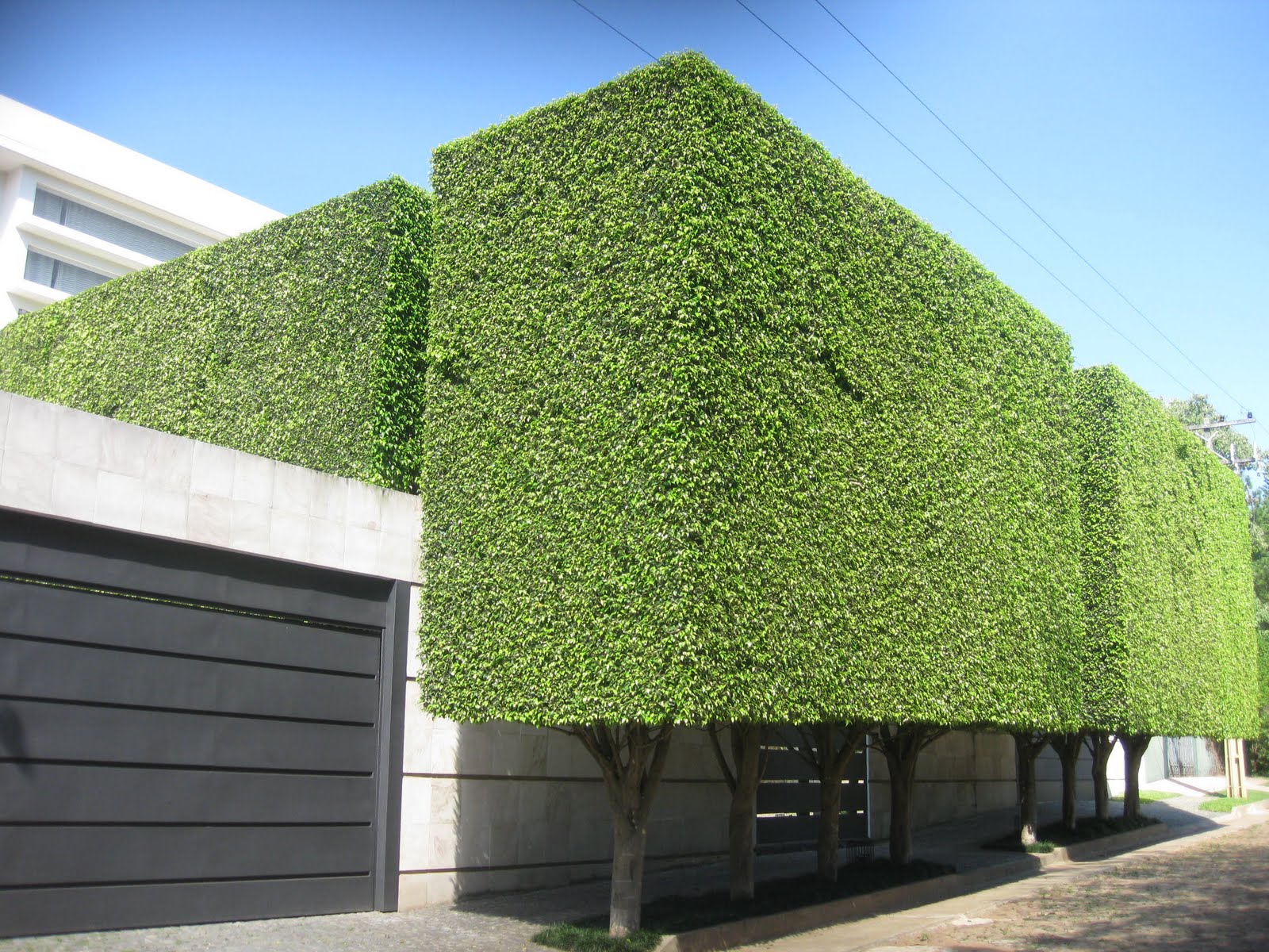 Bill and Pam's Paraguay Adventure and Beyond!: Ficus Benjamina
