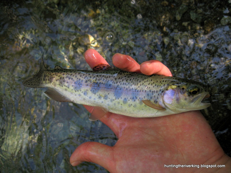 Trout Trout Trout Hunting the River King