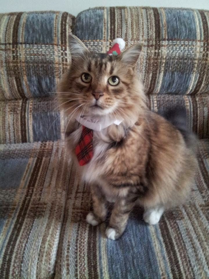 Funny cats - part 99 (40 pics + 10 gifs), cat pictures, cat wears tiny red tie