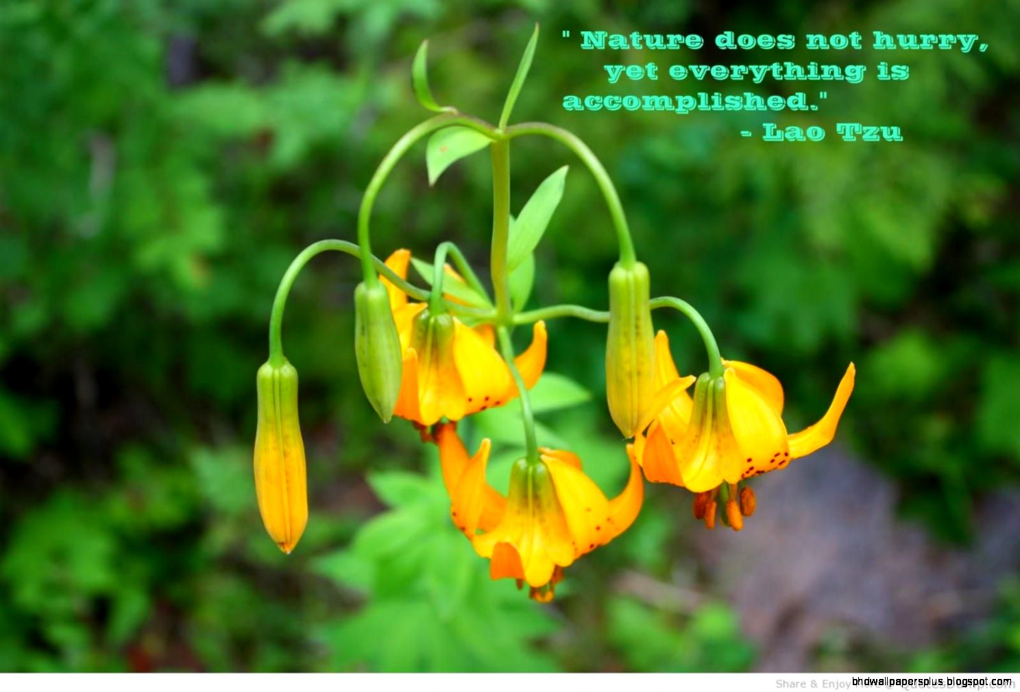 Flower Quotes HD Wallpaper 17 Flower Quotes HD Wallpaper 17