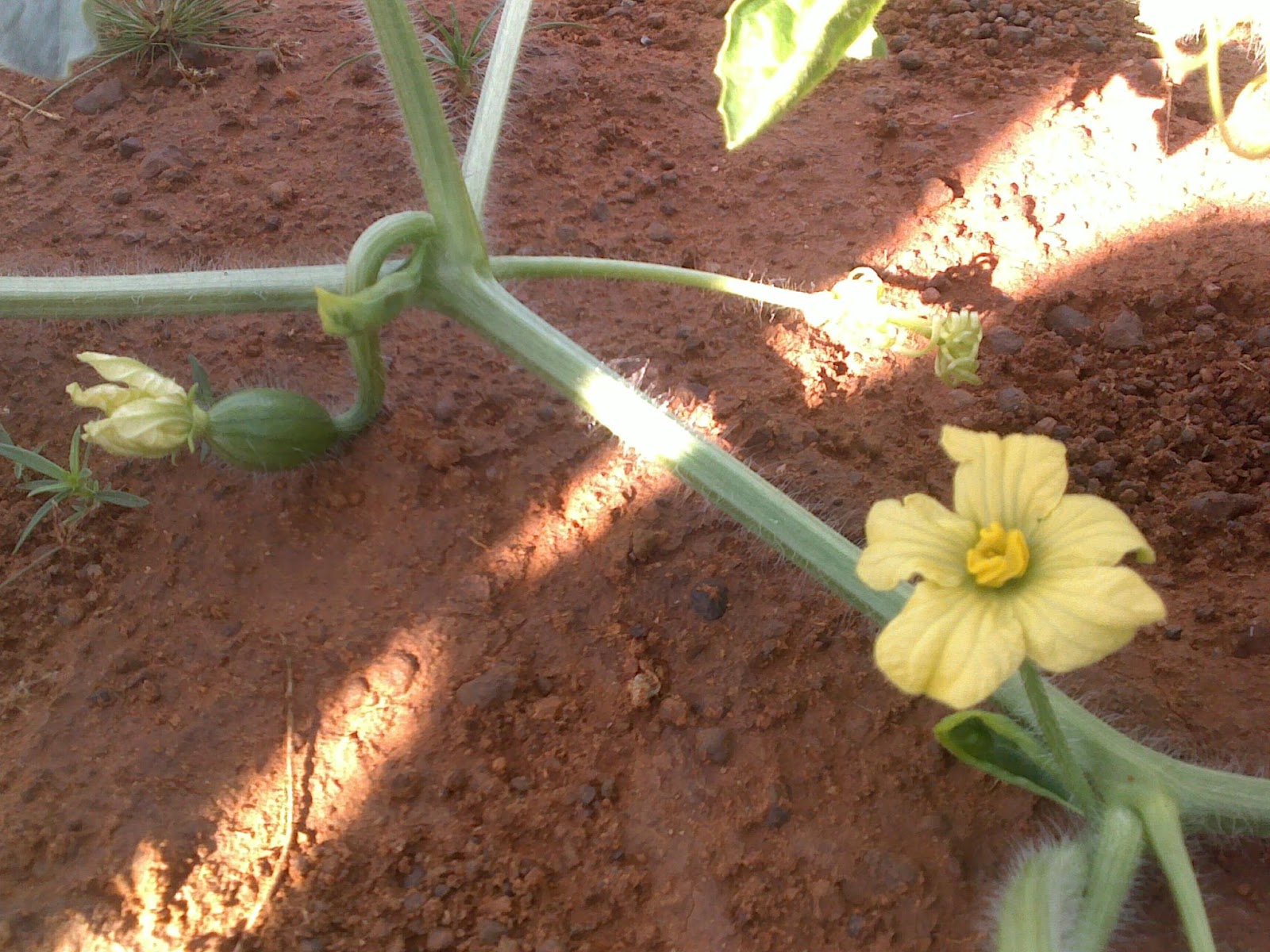 Techie2Aggie Update on Watermelon..