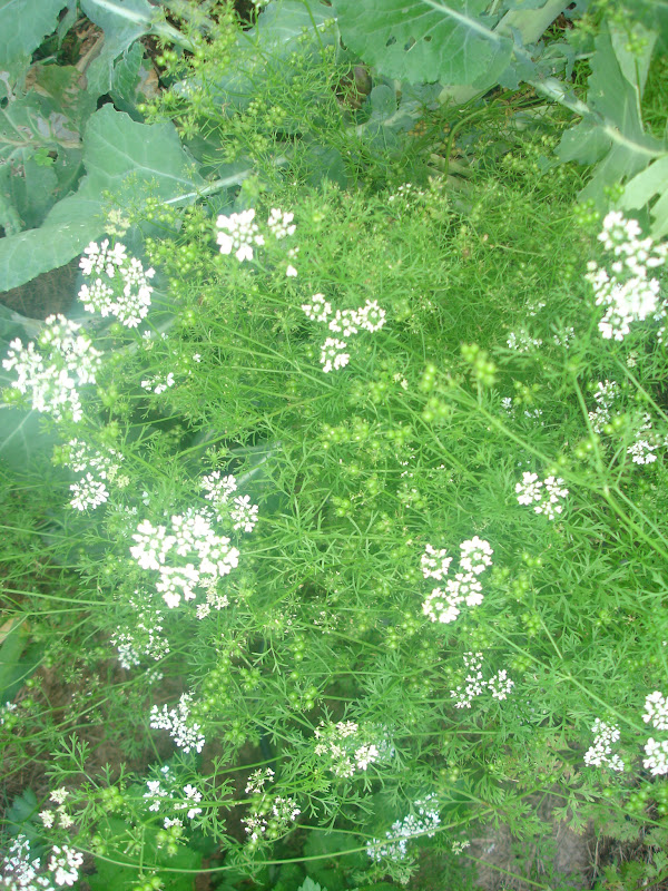 Our Provident Life Harvesting Coriander