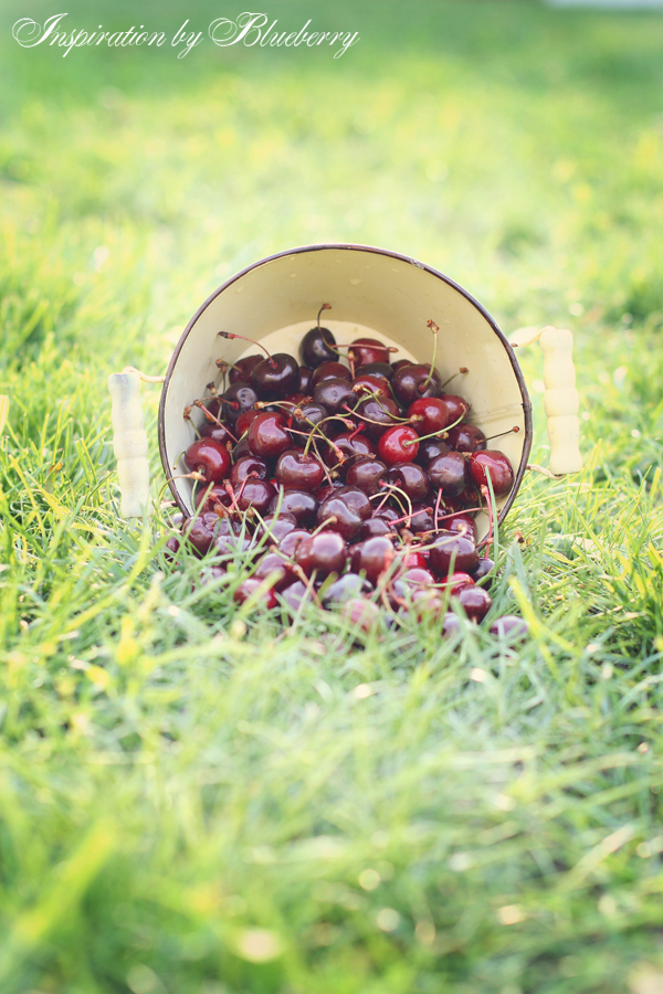 Blueberry Cherries ♥