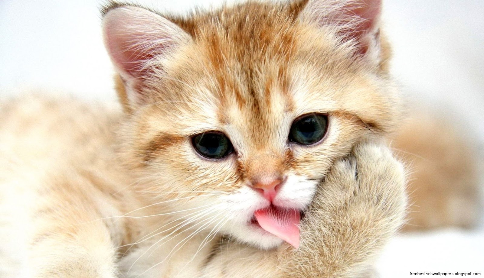 Cute Cat Desktop Cute Cat Desktop