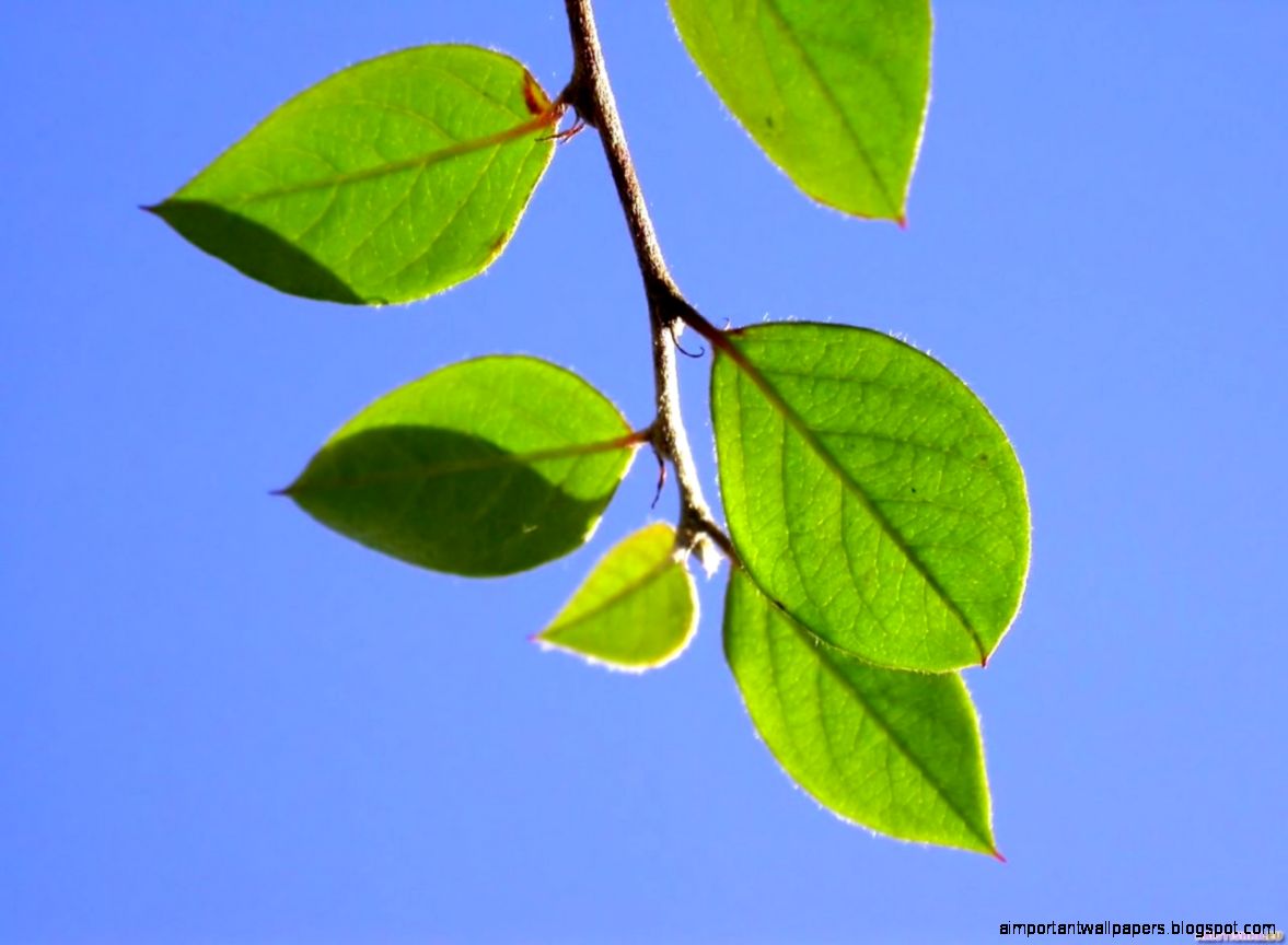 Download Nature Leaf Wallpaper 1280x960 Wallpoper 421403 Download Nature Leaf Wallpaper 1280x960 Wallpoper 421403