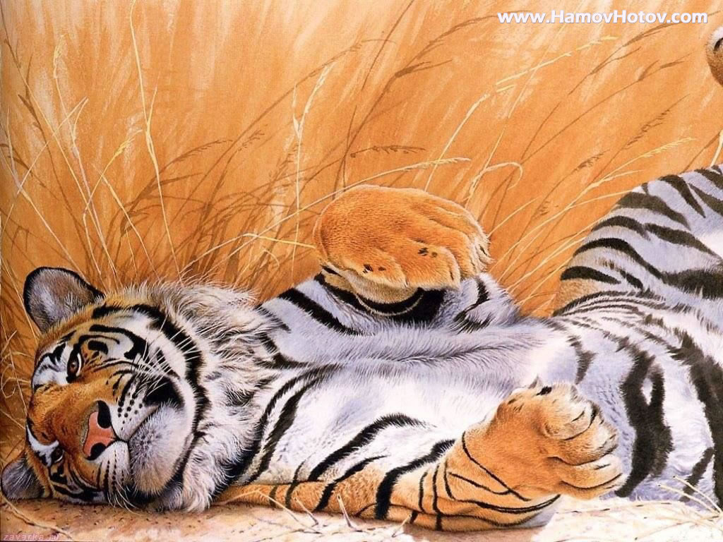 http://3.bp.blogspot.com/-4FCushyfYQA/UEiFvHrjK_I/AAAAAAAAA9I/tF7aieCCZXA/s1600/Animal+Wallpaper+Tiger+(5).jpg