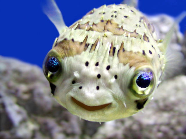 i am fish puffer fish level 3 i am fish puffer fish level 3