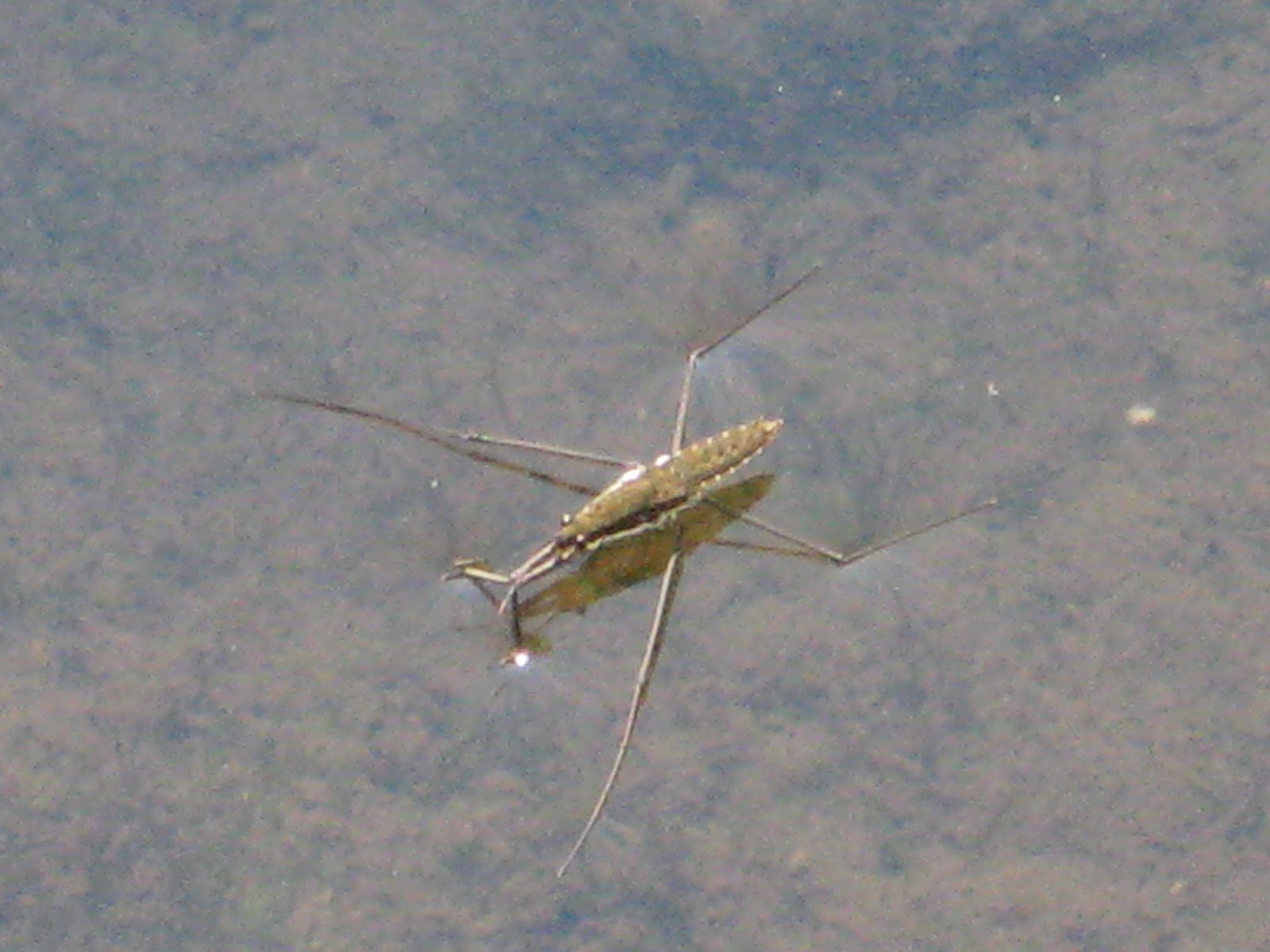 Bugs of The World Water Gliders